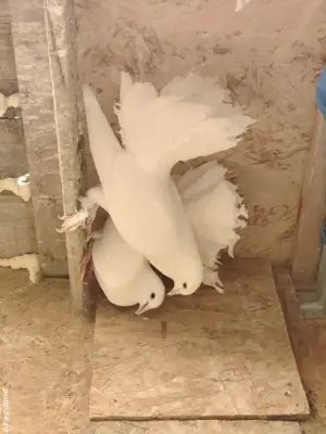 Vand porumbei voltati albi 