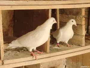 Vand porumbei huble de carne si voiajori albi - imagine 2 Vand porumbei huble de carne si voiajori albi - imagine 2