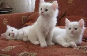 Ofertă specială! Ragdoll pui disponibili.  Asigur transport