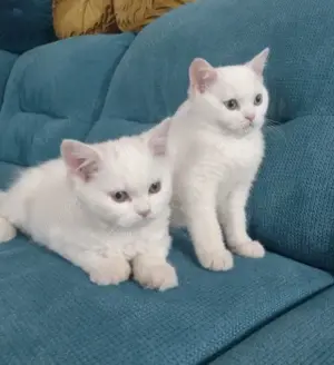 Ofertă specială! Ragdoll pui disponibili.  Asigur transport  - imagine 2