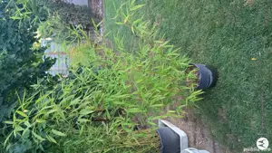 Plante deexterior si interior.