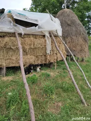 Vand Baloti Fan Din 2025