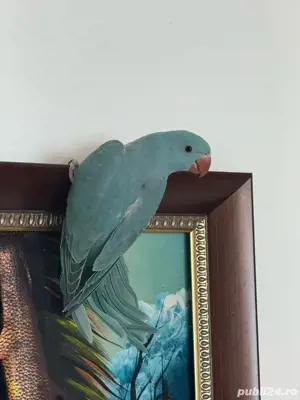 pui papagal vorbitor micul alexandru