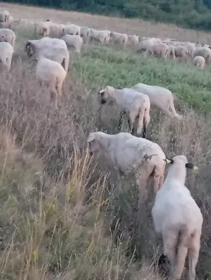 Vind 180 oi tinere fătate cu miei - imagine 2