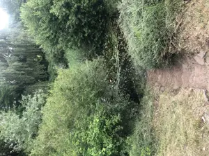 Vand domeniu - imagine 2