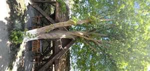 Vand domeniu - imagine 3