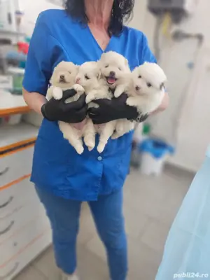 pomeranian cu pedigree - imagine 3