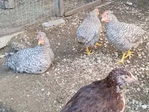 sau schimb cocosei motati de 4 luni rasa de gaini Cream Legbar - imagine 2