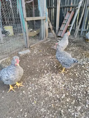 sau schimb cocosei motati de 4 luni rasa de gaini Cream Legbar - imagine 3