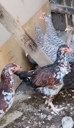 cocosei Sussex Portelan de 4 luni - imagine 3 cocosei Sussex Portelan de 4 luni - imagine 3