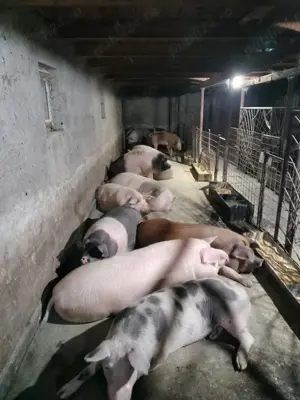 Vând porci 