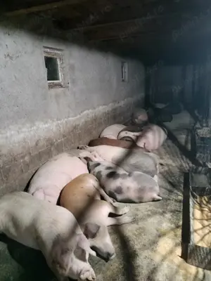 Vând porci  - imagine 2