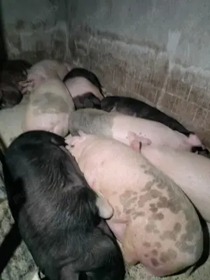 Vând porci  - imagine 3