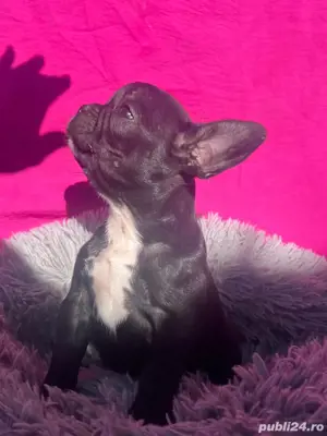 doar o catelusa mai este bulldog francez disponibile