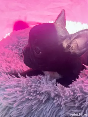 doar o catelusa mai este bulldog francez disponibile - imagine 2