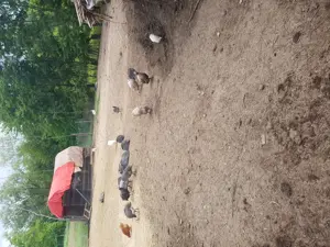 Vand bibilici multicolore 