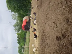 Vand bibilici multicolore  - imagine 2 Vand bibilici multicolore  - imagine 2