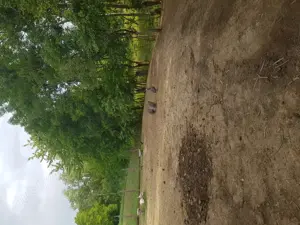 Vand bibilici multicolore  - imagine 3 Vand bibilici multicolore  - imagine 3