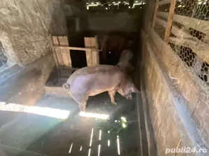 porci marele alb - imagine 2