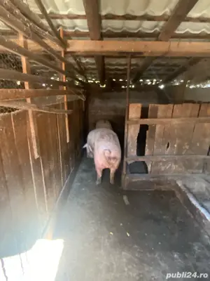 porci marele alb - imagine 3