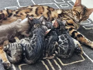 Pisici bengal,  2 fetite si 2 baieti