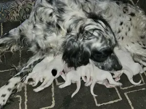 Setter englez , 2 baieti si 4 fetite