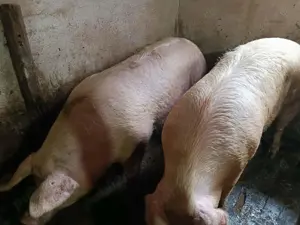 Porci 150-300kg de Tăiat  - imagine 5