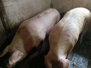 Porci 150-300kg de Tăiat  - imagine 7