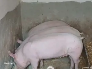 soldani porci pik original 45-50 kg - imagine 4