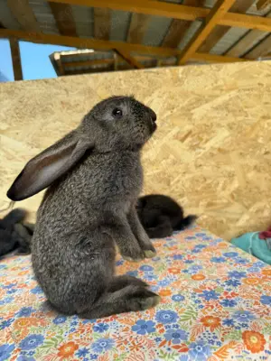 Iepuri talie mare de vânzare  - imagine 3 Iepuri talie mare de vânzare  - imagine 3