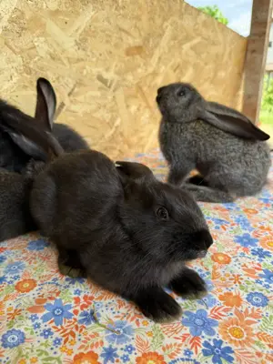 Iepuri talie mare de vânzare 