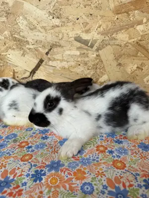 Iepuri talie mare de vânzare  - imagine 2 Iepuri talie mare de vânzare  - imagine 2