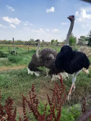 Vand struti adulti - imagine 3 Vand struti adulti - imagine 3