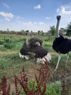 Vand struti adulti - imagine 2 Vand struti adulti - imagine 2