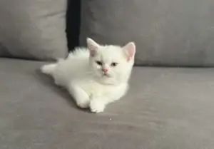 Puiuți British shorthair chinchilla white