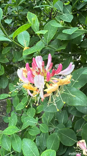 Casa de vanzare, in Slobozia, cartierul Peri - imagine 7