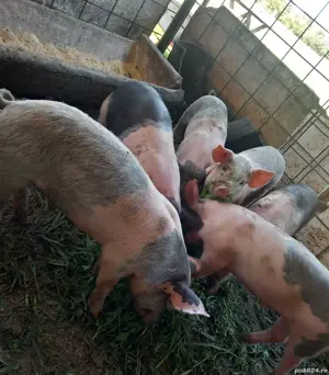 Vând porci de 2 luni