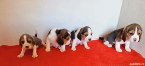 Beagle tricolor - imagine 2