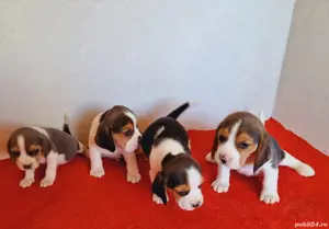 Beagle tricolor - imagine 3