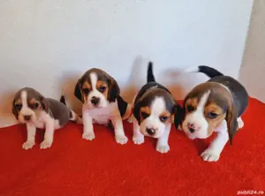 Beagle tricolor