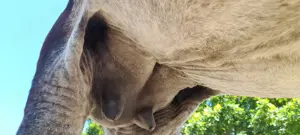 Vând măgăriță cu pui  - imagine 3