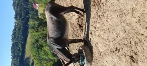 Vând măgăriță cu pui  - imagine 5