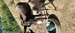 Vând măgăriță cu pui  - imagine 2