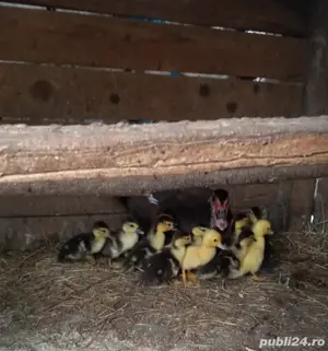 Boboci de rata  - imagine 2