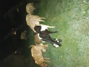 Capră anglonubian cu ied