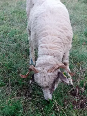 Capre anglonubian și Oi 