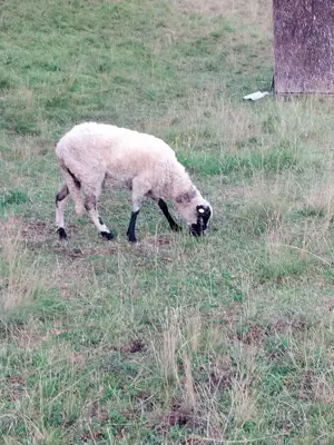 Oi tinere cu miel - imagine 3 Oi tinere cu miel - imagine 3