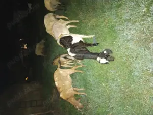 Iezi frumoși și sănătoși 