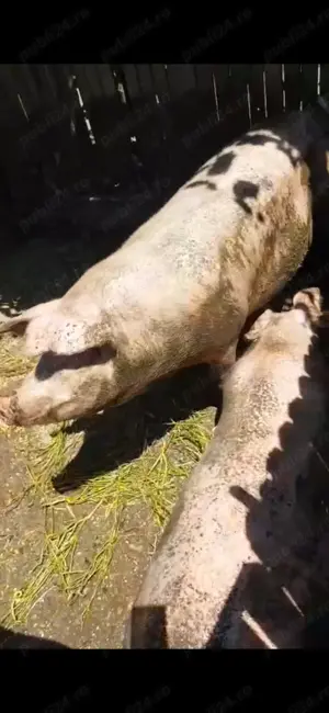 Oferta  - porci carne 