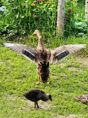 Vând rațe indiene asiatice alergatoare - imagine 2